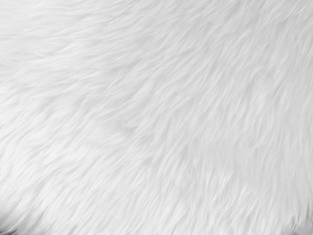 White clean wool texture background light natural sheep wool white seamless cotton texture of fluffy fur for designers closeup fragment white wool carpetx9