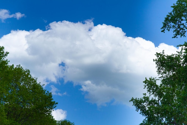 White cloud in the blue sky among the leaves of trees