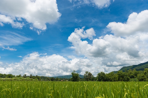 White cloud and blue sky with green nature 