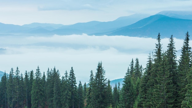 White clouds move slowly along autumn mountain forest at hill during rain Calming view of evergreen pine forest in mountains in fog Scenic beautiful mysterious landscape 4k