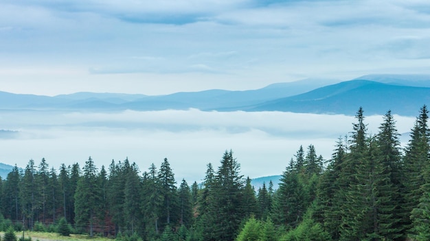 White clouds move slowly along autumn mountain forest at hill during rain Calming view of evergreen pine forest in mountains in fog Scenic beautiful mysterious landscape 4k