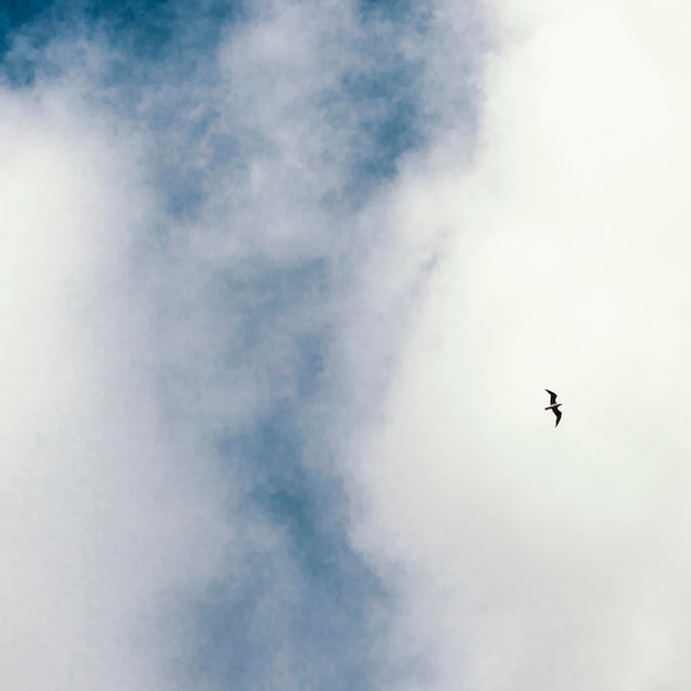 White clouds with single bird on the sky