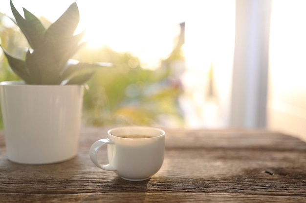 White coffee cup and Hahnii mini snake plant pot