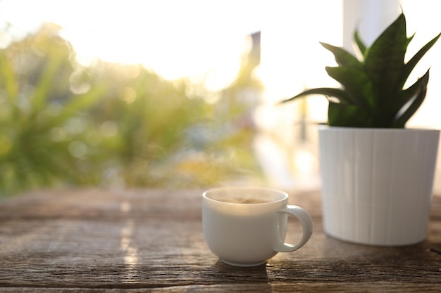 White coffee cup and Hahnii snake plant pot