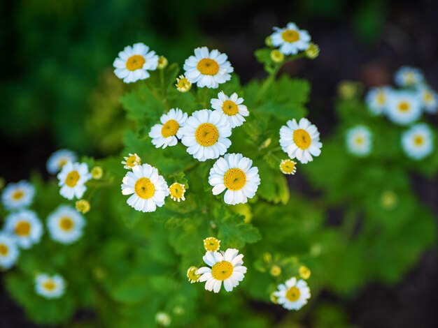 Photo white color feverfew pyrethrum parthenium in garden