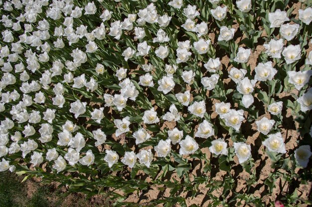 White color tulip flowers in the garden