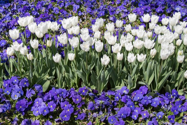 White color tulip flowers in the garden