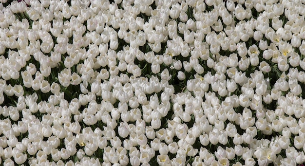 White color tulip flowers in the garden