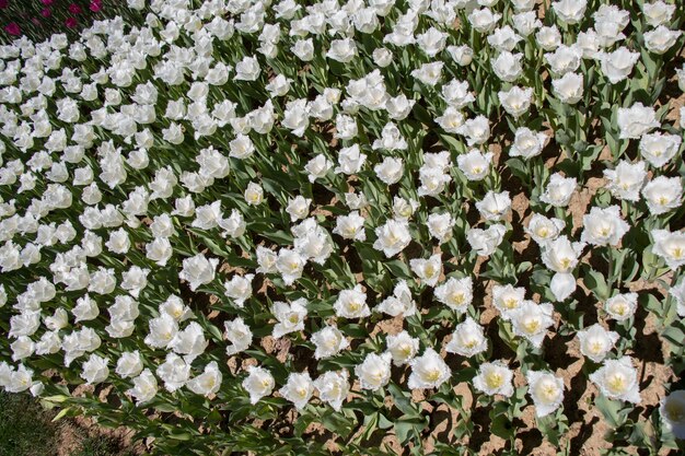 White color tulip flowers in the garden