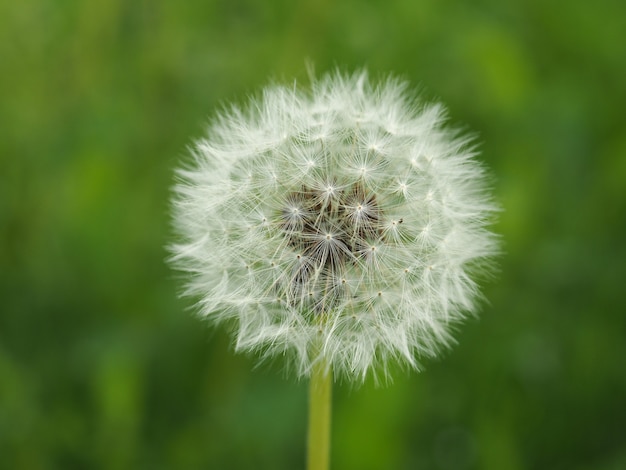 White common Dandelion flower