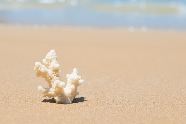 White coral on sand beach. Closeup view, can be used as summer vacation background