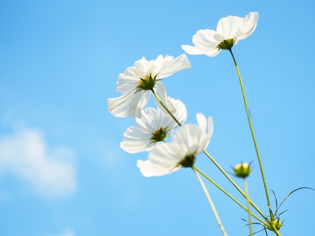 White cosmos on blue sky   Background