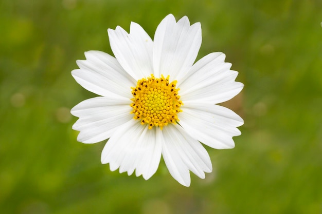 White cosmos flower blossom in grass summer