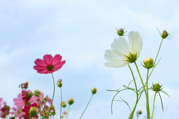 White cosmos flower on blue sky