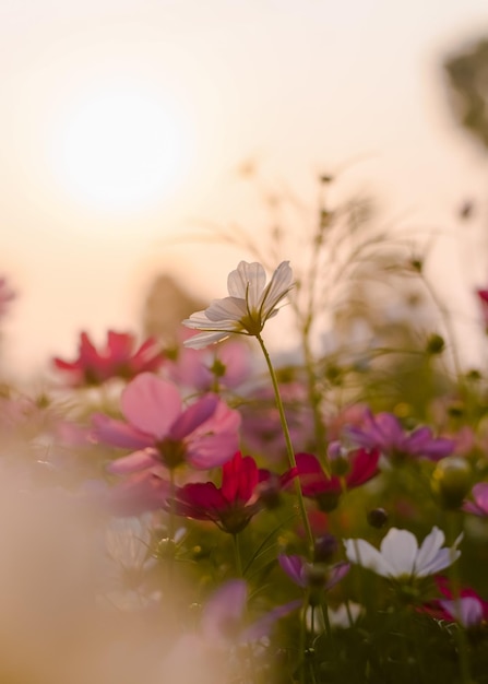 White cosmos flower in the garden with sunset time