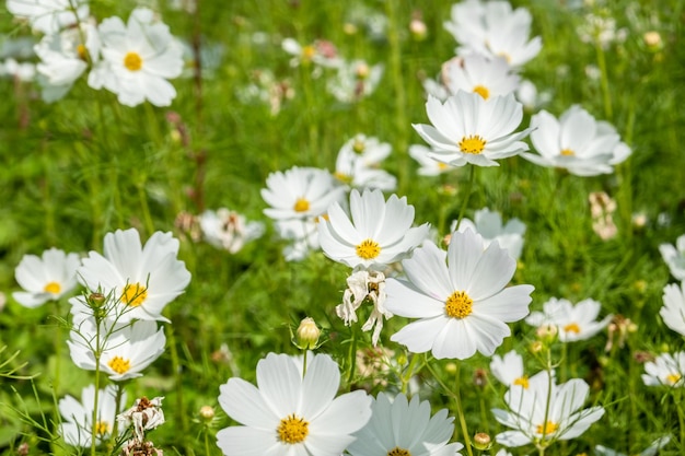 White cosmos flowers farm in the outdoor