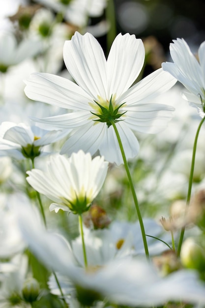 White cosmos flowers in the garden