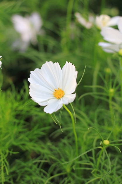 White cosmos flowers in garden