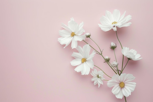 Photo white cosmos flowers on a pink background