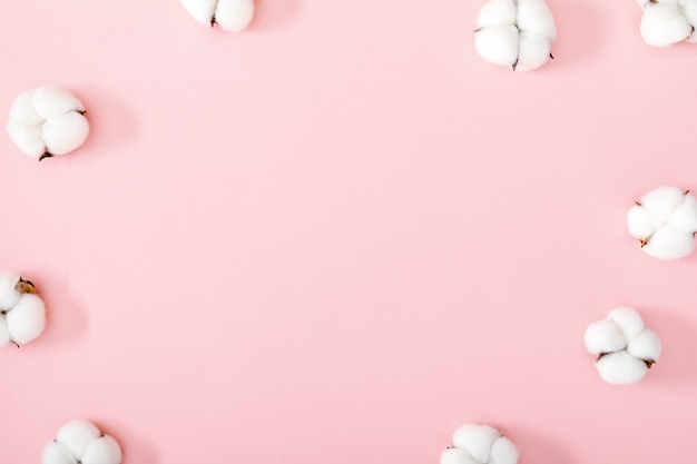 White cotton flowers on pink background Flat lay top view