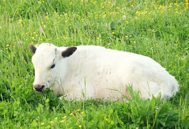 Photo white cow on green grass, summer