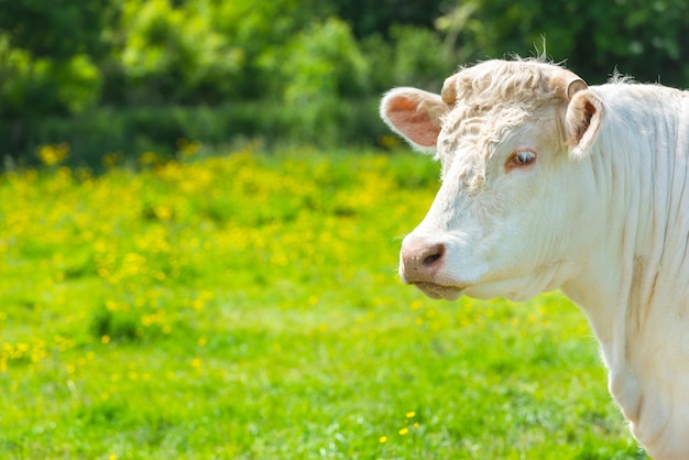 Photo white cow at the green meadow