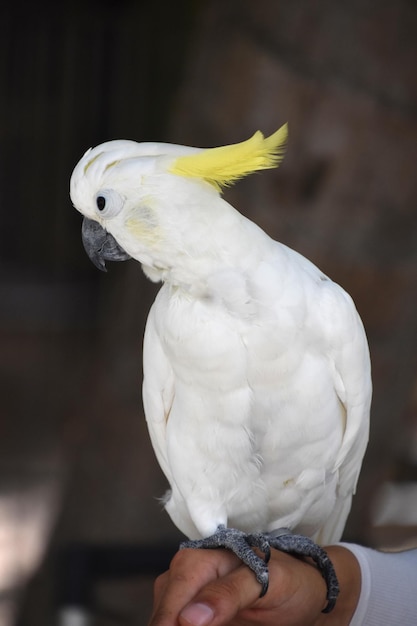 White Crested Cockatoo Bird with His Head Turned