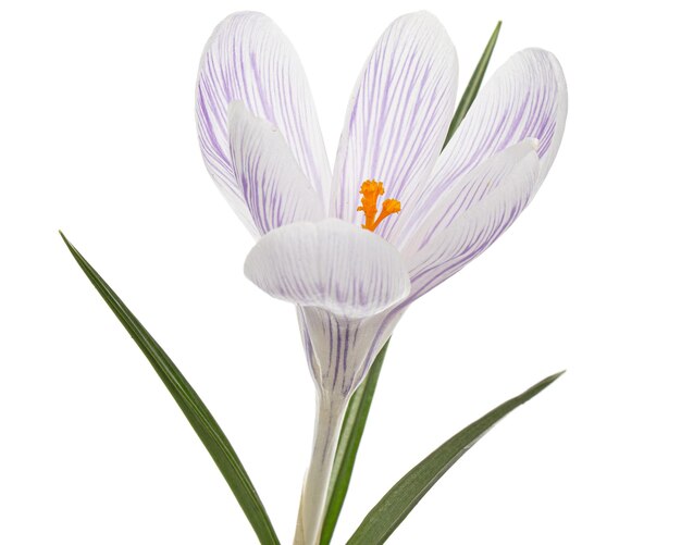 Photo white crocus flower with blue stripes isolated on white background