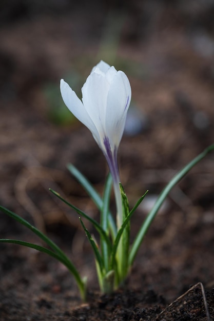 White crocus flower with the green leaves