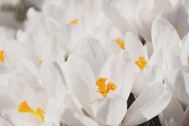 White crocus growing outside View at magic blooming spring flowers crocus sativus Selective Focus Spring garden Selective focus