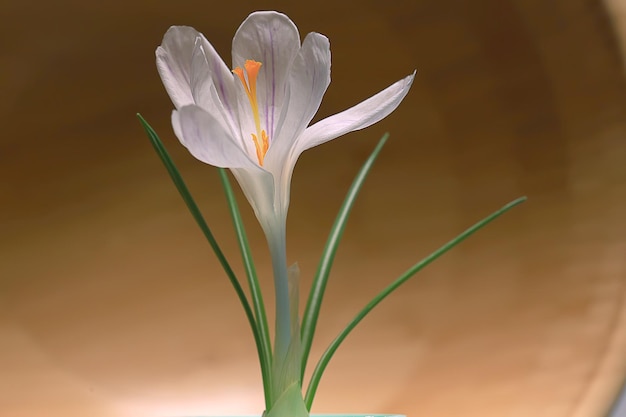 white crocus spring flower, spring abstract background, nature concept