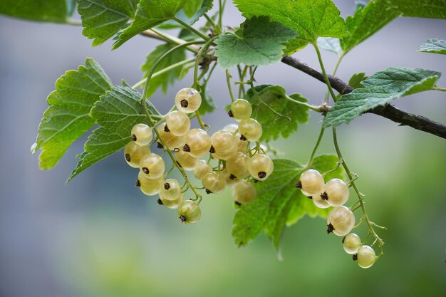 The white currant berries contrast to the green leaves