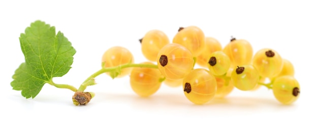 White currant fruit