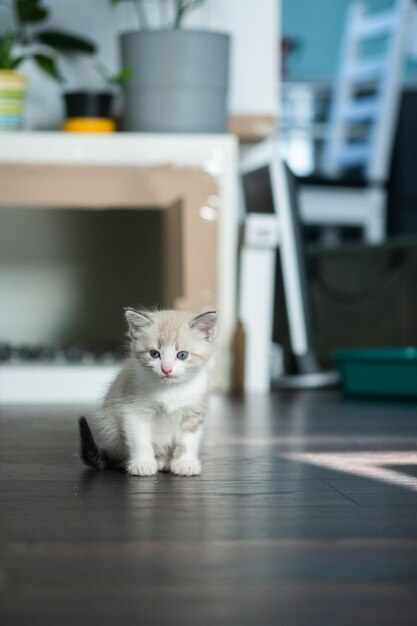 Photo white cute luminous kitten with blue eyes stands on a home interior background and looks