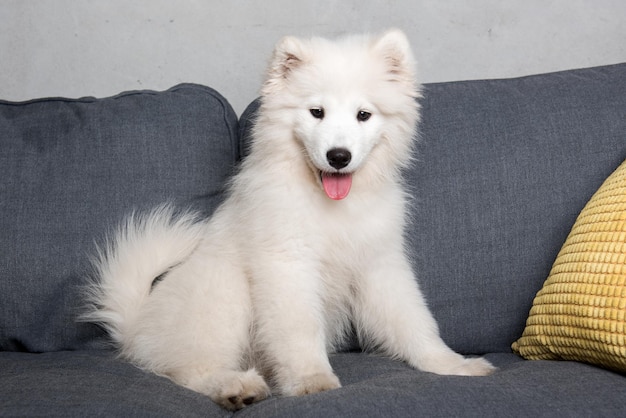 White cute Samoyed dog puppy is sitting in the gray couch