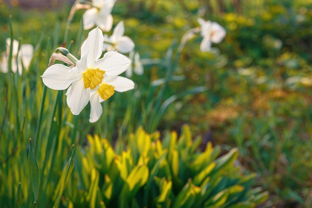 white Daffodil flowers in a garden