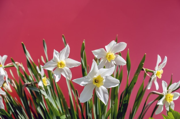 White daffodils on a bright pink background in daylight