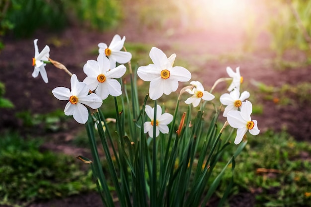 White daffodils in the garden at sunset