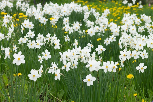 White daffodils with a yellow core are blooming in the garden Large field of daffodils Spring white and yellow flowers