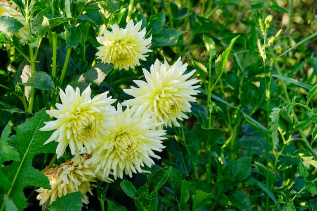 White dahlia flower growing on dacha plot on bright sunny day