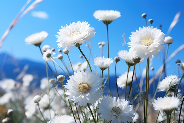 White daisies on the background of blue sky and mountains