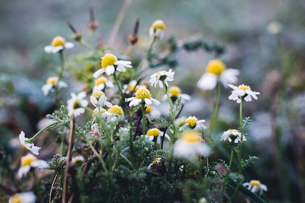 White daisies covered with frost. Approximation of winter