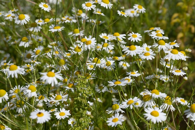 White daisies in the summer in the field