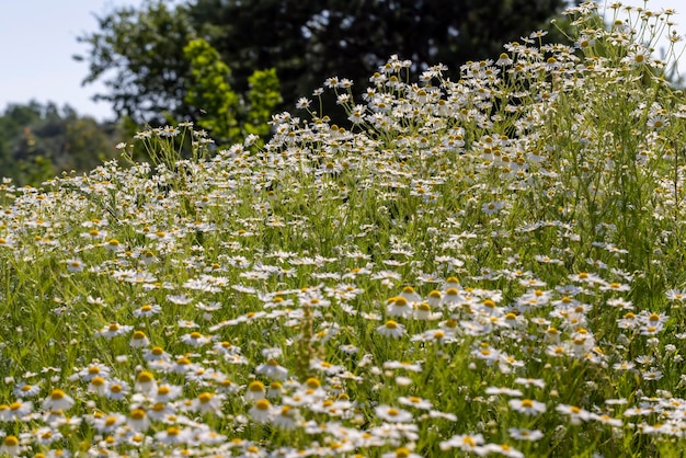 White daisies in the summer in the field