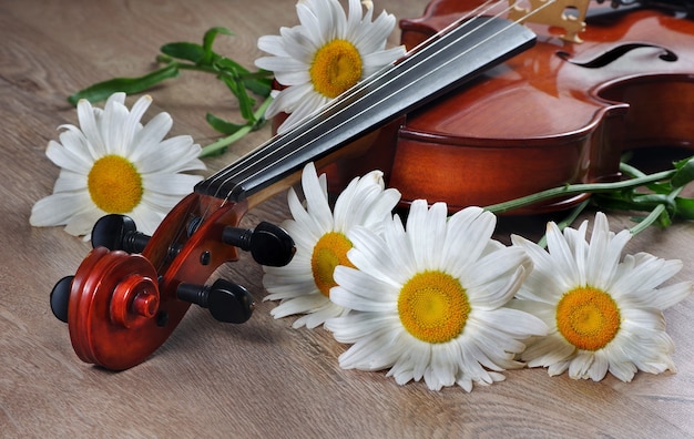 White daisies and a violin on a wooden table.