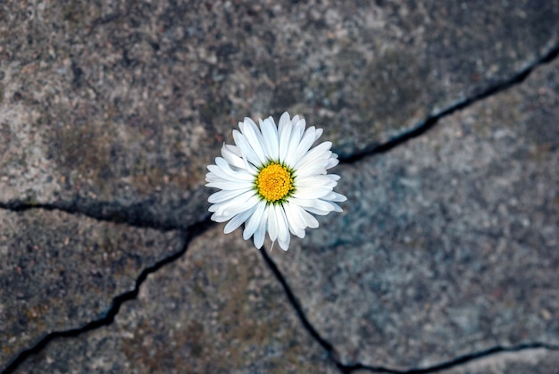 White daisy flower in the crack of an old stone slab - the concept of rebirth, faith, hope, new life, eternal soul