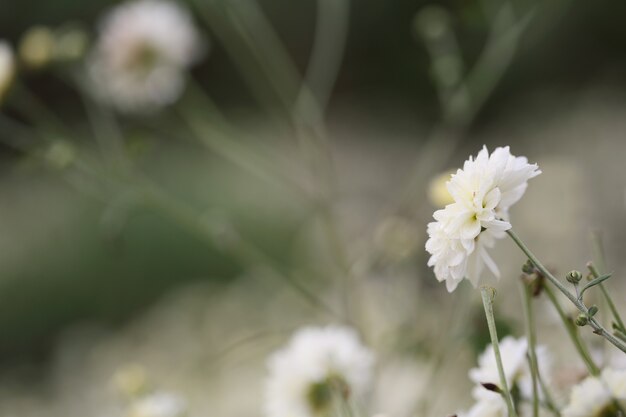 White daisy flower in nature