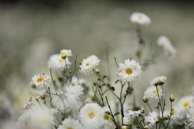 white daisy flower in nature