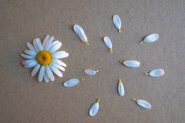 Photo white daisy flower petals