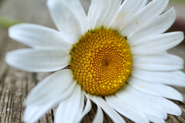 white daisy flower plant in summer in the garden, daisies in the nature   